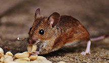 24 Hour & Emergency Exterminators in Prospect Harbor, ME